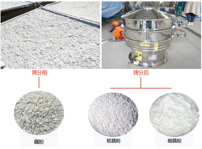 蓮藕淀粉曬干，采用304不銹鋼材質(zhì)藕粉振動(dòng)篩篩分后前后對(duì)比效果圖展示。